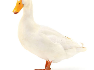 Duck Item